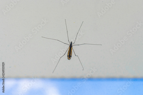 Big mosquito close-up on white wall. Selective focus
