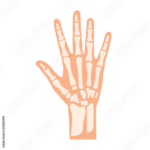 Hand Bone with Detail Vector