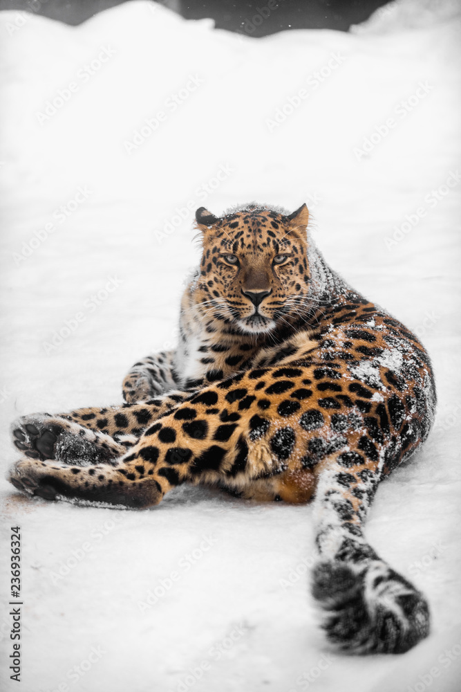 Obraz premium Beautiful Amur Leopard Lying in snow, Far East Russia