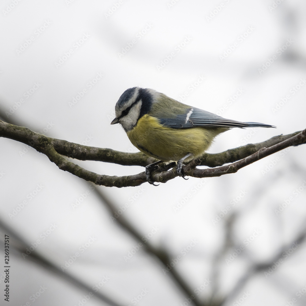Obraz premium Cyanistes caeruleus - Eurasian blue tit sitting on a branch.