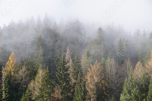 Nebel über Wald im Winter