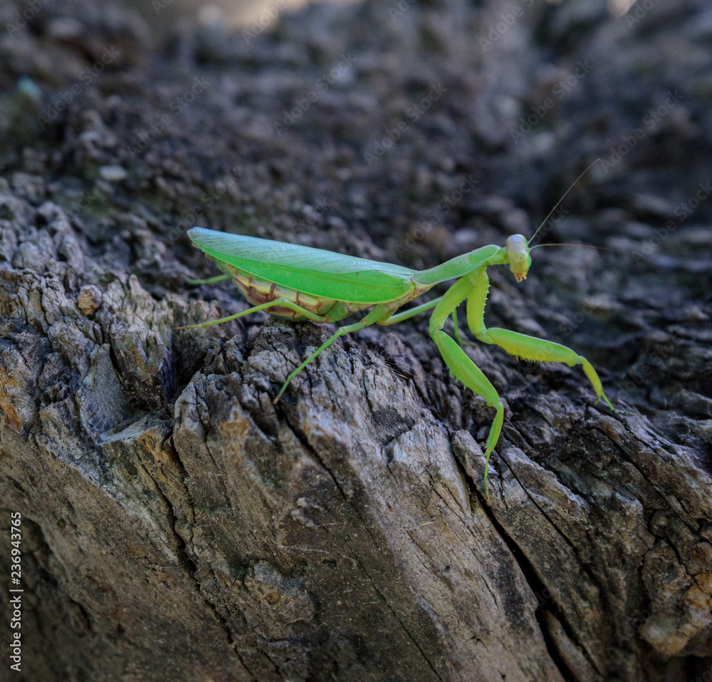 green mantis on a tree trunk green mantis on a tree trunk