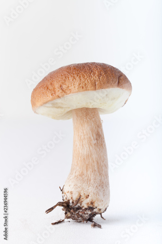 Autumn harvest of wild mushroom on the light background