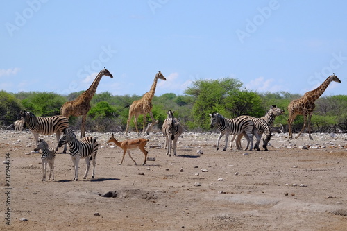 Giraffes, zebra and antelope at a waterhole, Etosha National Park, Namibia