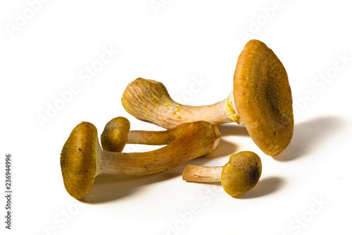 Some mushrooms of 