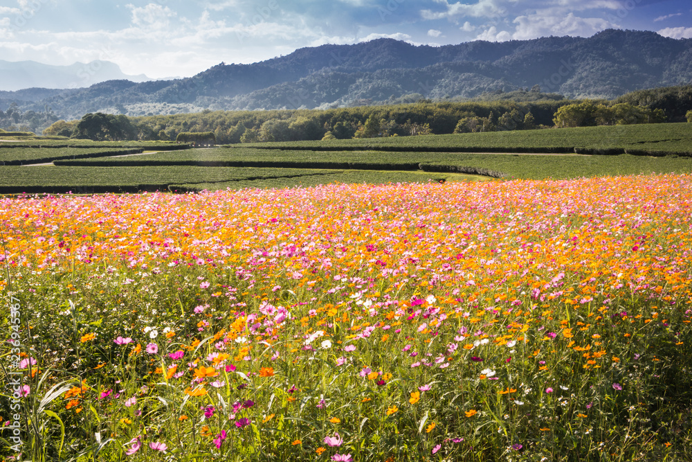 Cosmos flower field and Tea farm