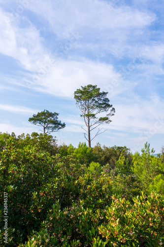 Tree Pine in Sky with Clouds