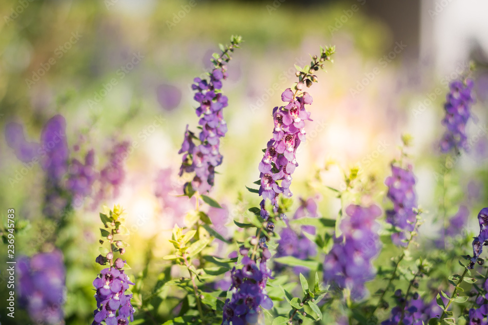 Fototapeta premium Purple flowers under the sun