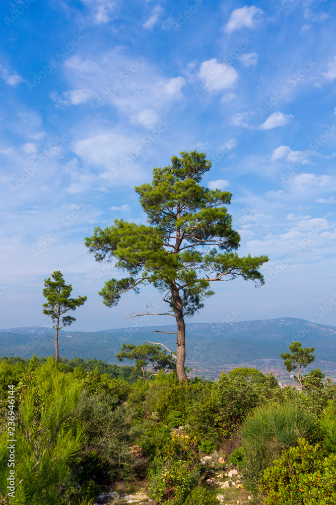 Fototapeta premium Tree Pine in Sky with Clouds