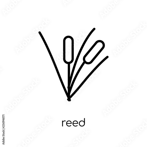 Reed icon. Trendy modern flat linear vector Reed icon on white background from thin line nature collection