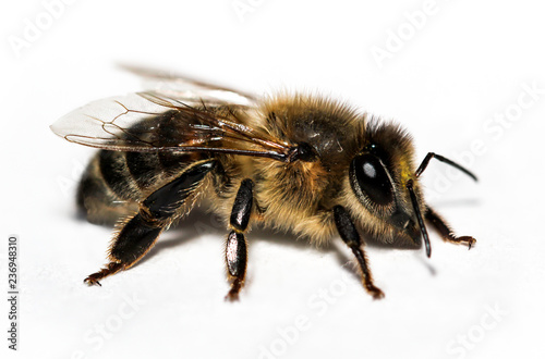 Insekt, Biene © boedefeld1969