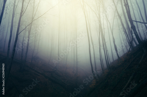 forest fog background