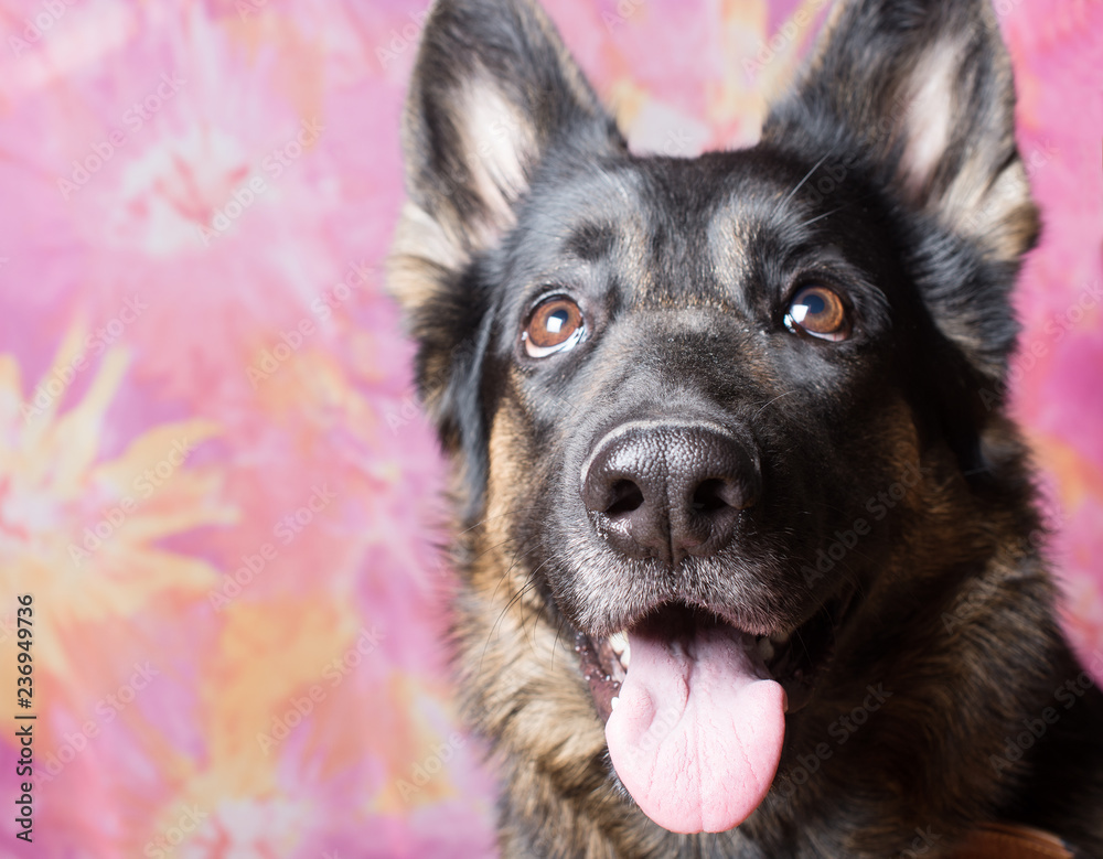 Cute funny German shepherd looking up with an open mouth as if in surprise (against a bright pink background, selective focus on the dog mouth and tongue), copy space on the left for your text