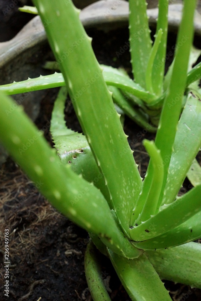 Aloe vera is a succulent plant species of the genus Aloe, used in traditional medicine as a skin treatment. Aloe vera is a succulent plant species of the genus Aloe, used in traditional medicine as a skin treatment.
