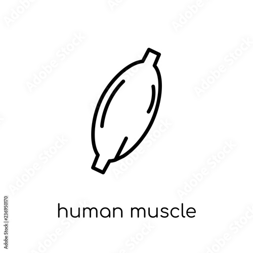 Human Muscle icon. Trendy modern flat linear vector Human Muscle icon on white background from thin line Human Body Parts collection