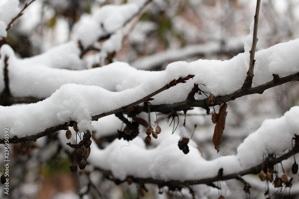 branch of a tree covered with white snow