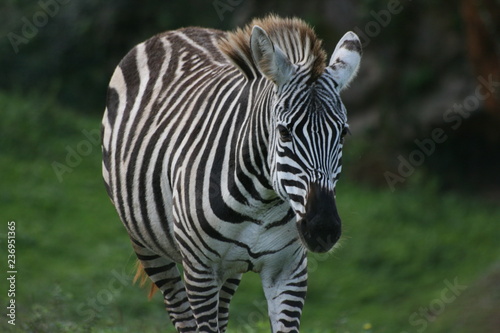 Zebra