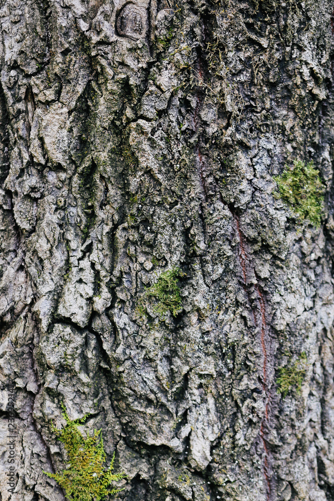 old tree texture