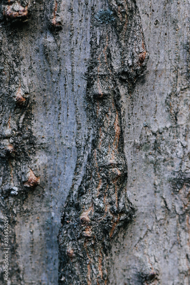 tree texture tree texture