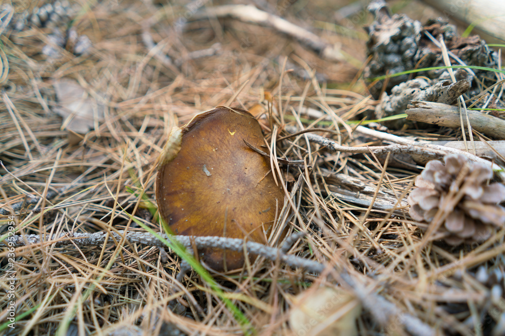 one mushroom xerocomus on a nature background one mushroom xerocomus on a nature background