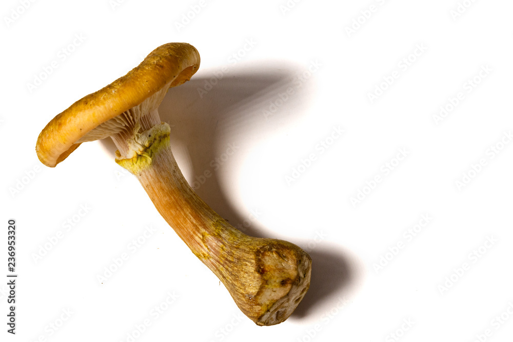 Some mushrooms of Some mushrooms of