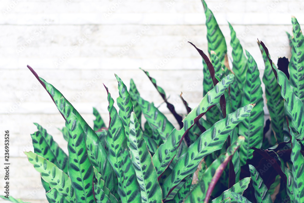 Obraz premium Closeup tropical leaf with concrete wall background with copy space