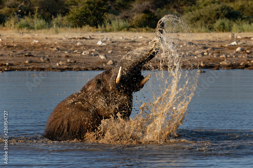 Elephants in the waterhole