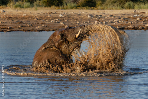 Elephants in the waterhole