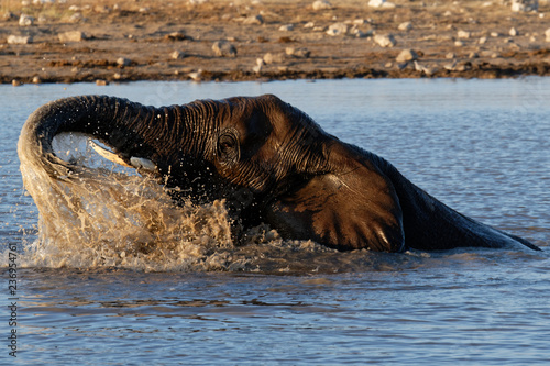Elephants in the waterhole