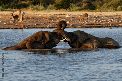 Elephants in the waterhole