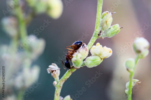 Ameise, große Ameise auf einer Pflanze