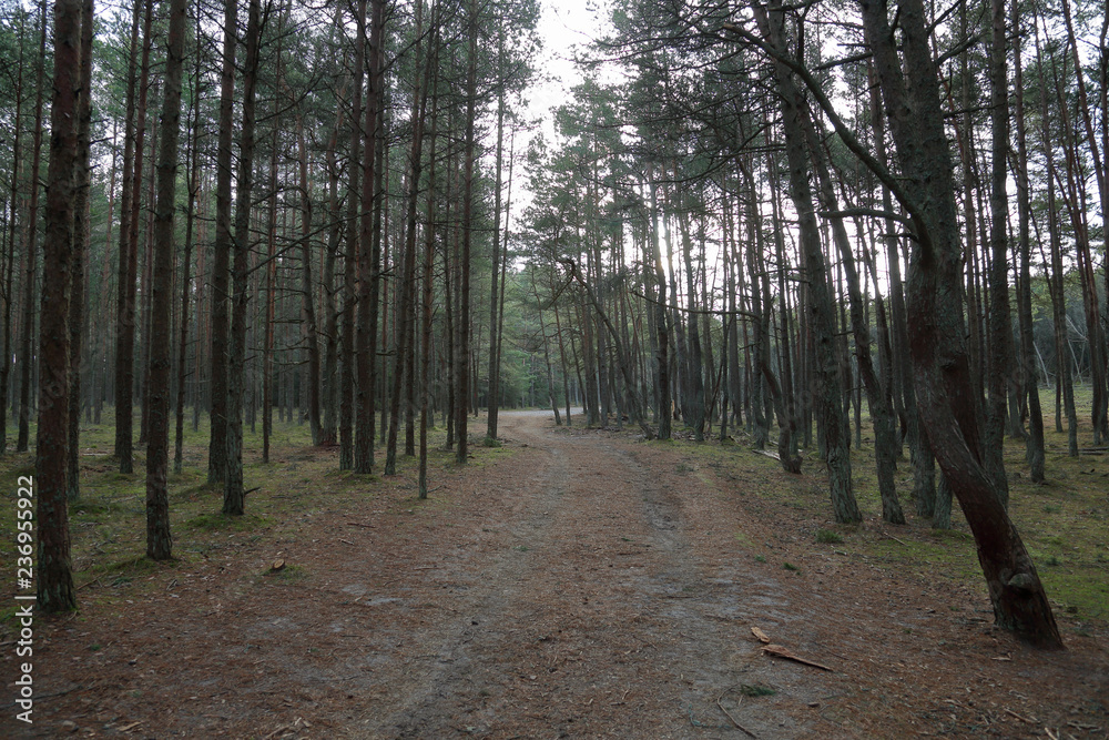 Fototapeta premium Beautiful landscape of the Dancing Forest in the Curonian Spit National Reserve, Russia