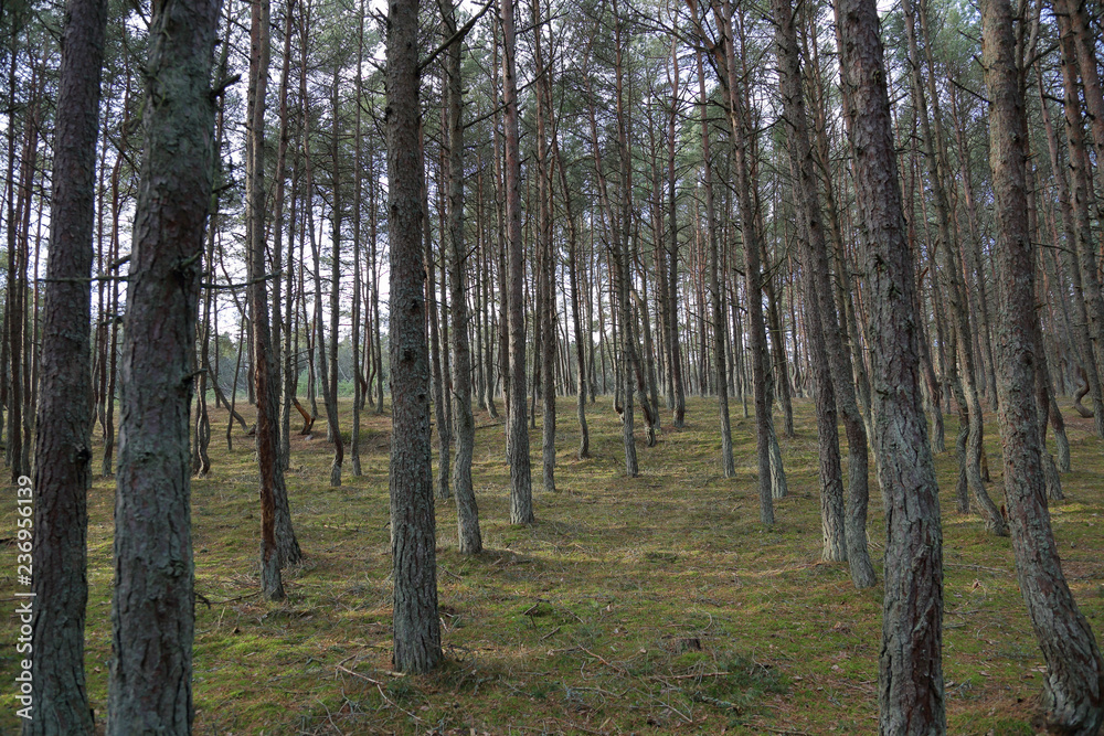 Beautiful landscape of the Dancing Forest in the Curonian Spit National Reserve, Russia