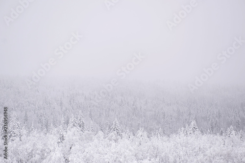 White fir trees in hoarfrost. Russian winter. Ural. Winter landscape with snow covered trees. Space for text. White background. 