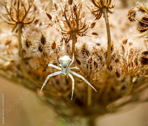 Spinne in einer Blüte