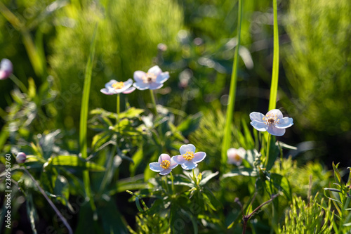 Anemones in the grass. Wild northern anemone or Pulsatilla flowers blooming in spring or summer season. Soft focus. Shallow depth of field  photo