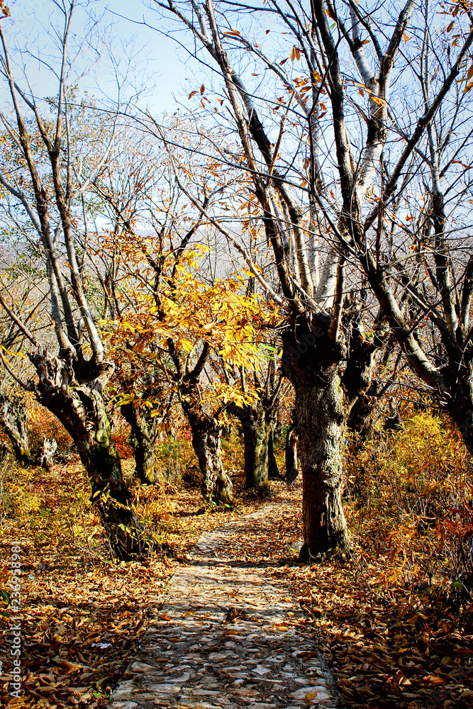 autumn forest landscape. autumn forest landscape.