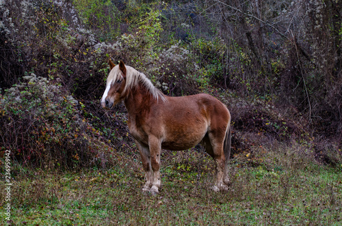 one horse pasturing on top of the mountain at Riaño region, Leon