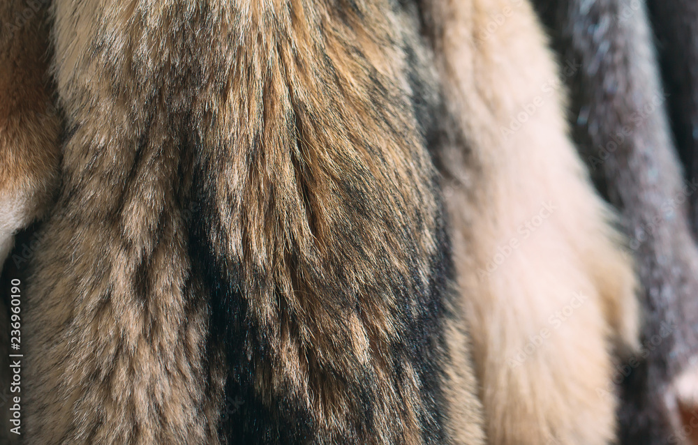 Animal fur. foxes, raccoon, wolf, beaver, mink, nutria hanging after processing. Animal fur. foxes, raccoon, wolf, beaver, mink, nutria hanging after processing.
