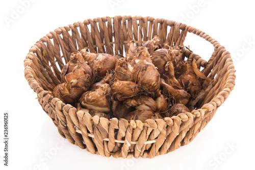 Fototapeta Naklejka Na Ścianę i Meble -  Flower bulbs daffodil in harvest basket