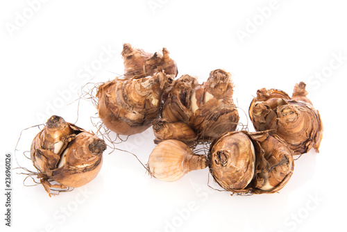 Fototapeta Naklejka Na Ścianę i Meble -  Flower bulbs daffodil isolated over white background