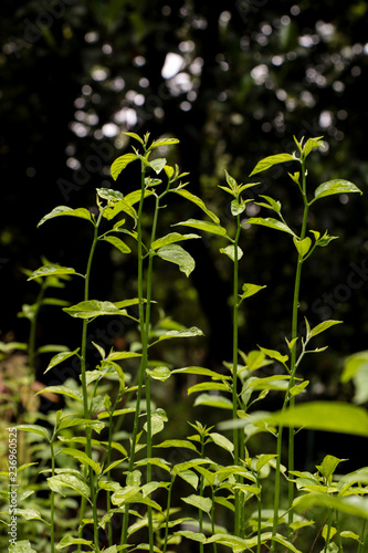 Colubrina asiatica at garden