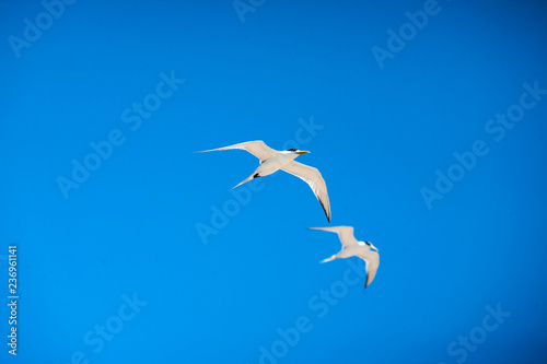 The seagulls