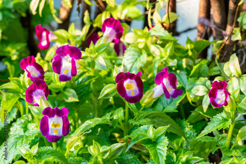 Torenia fournieriLinden at Suan Luang Rama IX Park ,Thailand photo