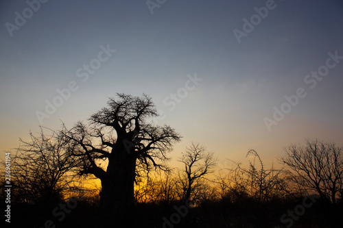 Baobab tree in Botswana at sunrise  Africa