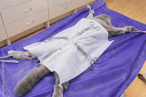 Sterilization of a cat in a veterinary clinic