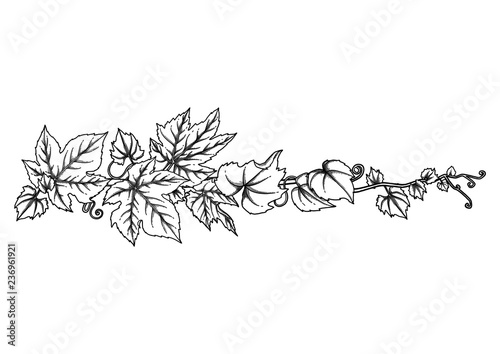 Graphic branch with grape leaves and curly elements