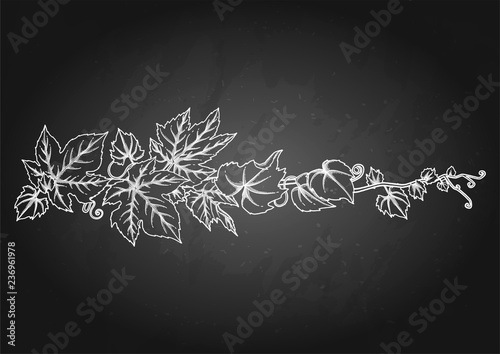 Graphic branch with grape leaves and curly elements