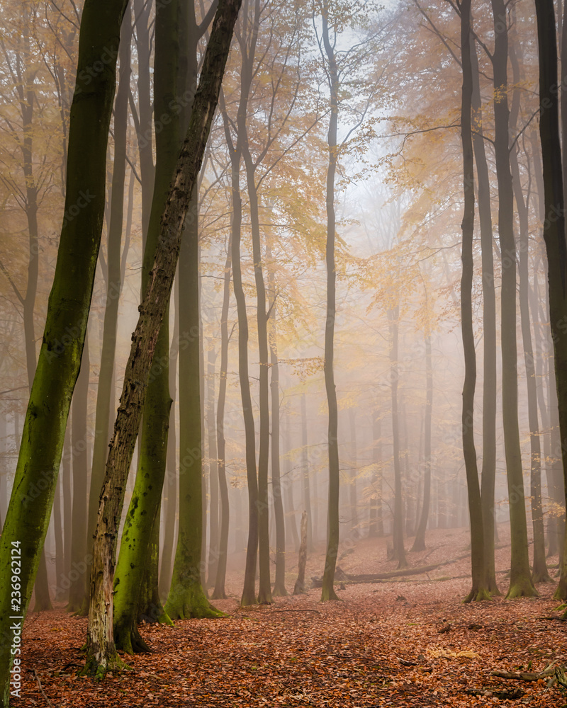 Herbstlicher Buchenwald im Nebel Herbstlicher Buchenwald im Nebel
