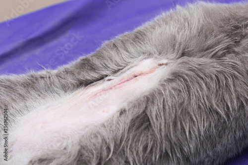 Sterilization of a cat in a veterinary clinic